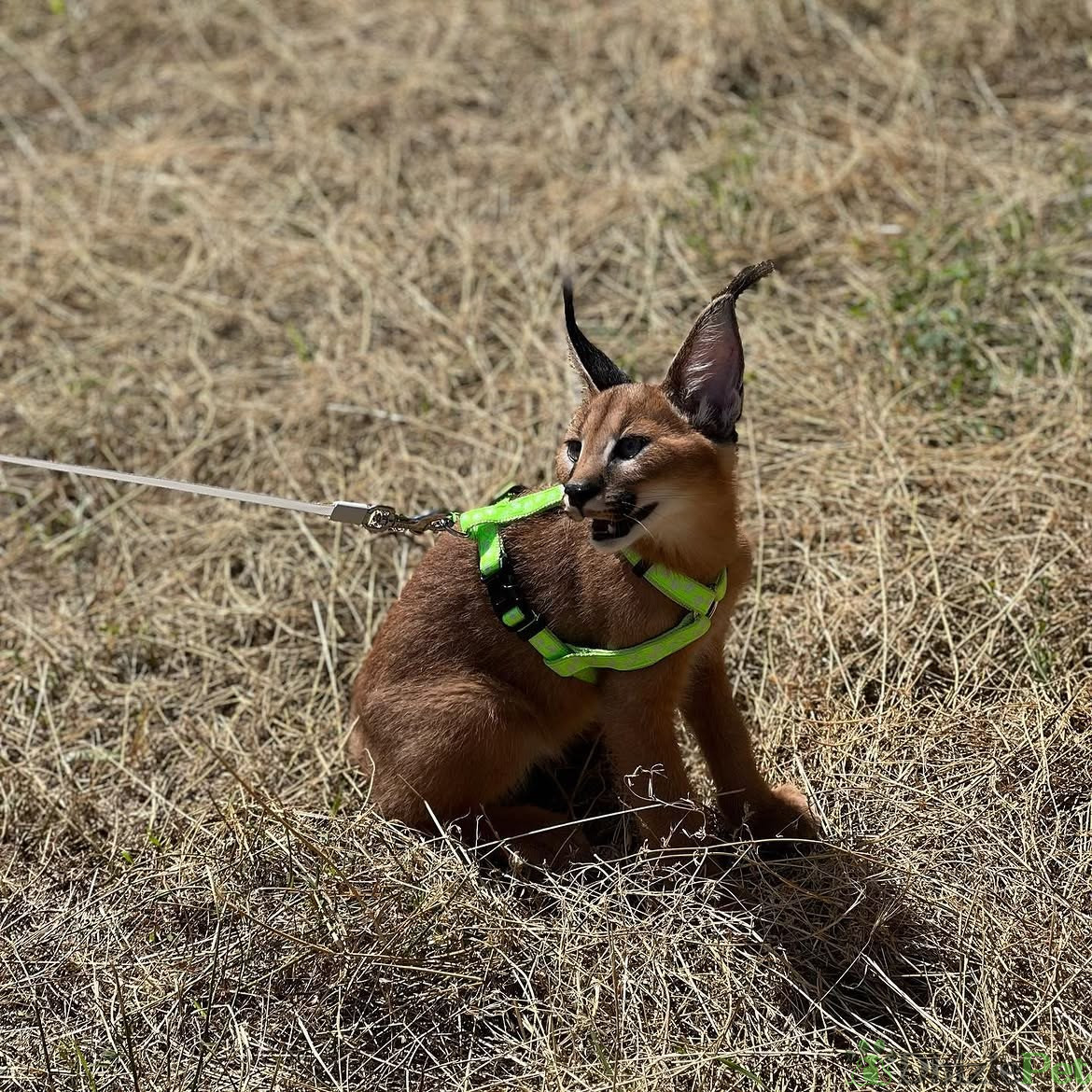 caracal_upload_3