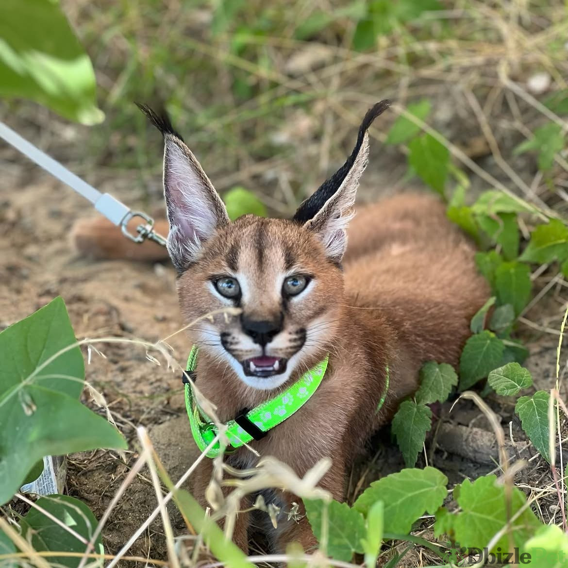 caracal_upload_4