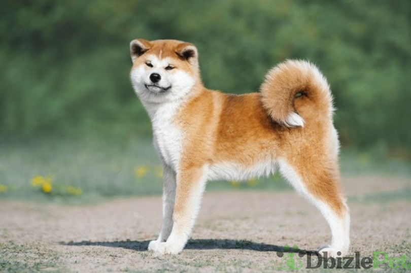 Akita-dog_Anaite_Shutterstock