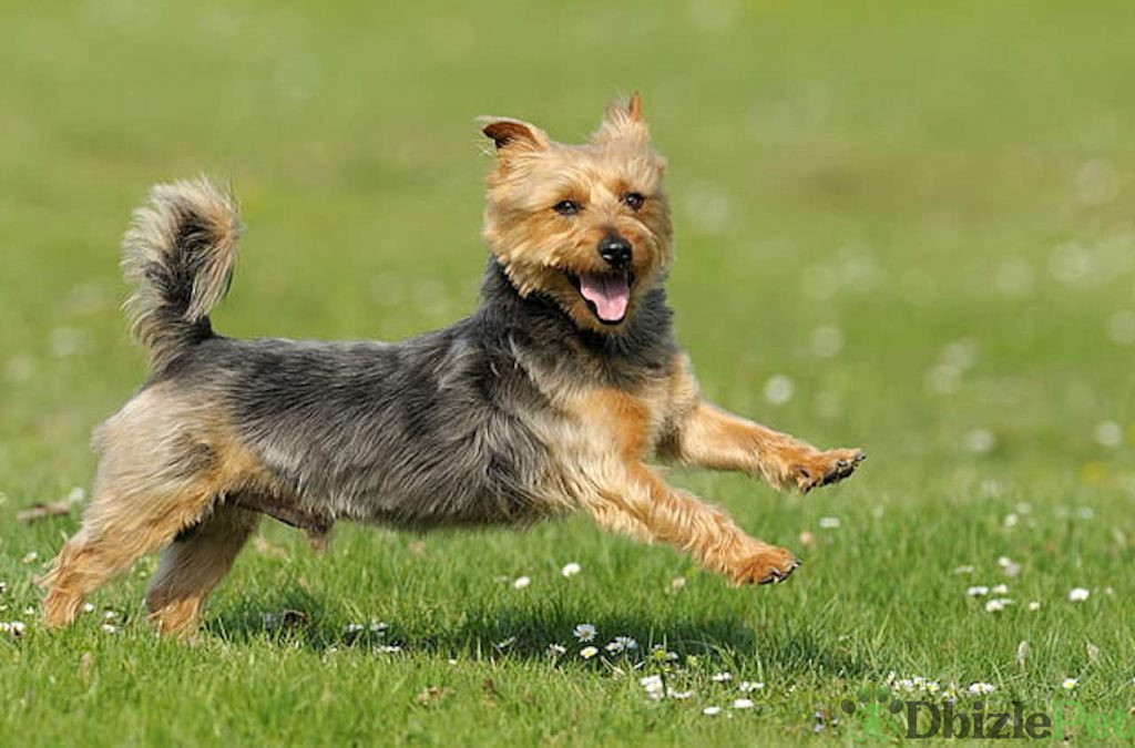 Australian-Terrier-dog-breed-image-1024x675